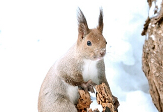 Ϻ��������ѩ�С�̽�ա� ����Խ���ëԽ����