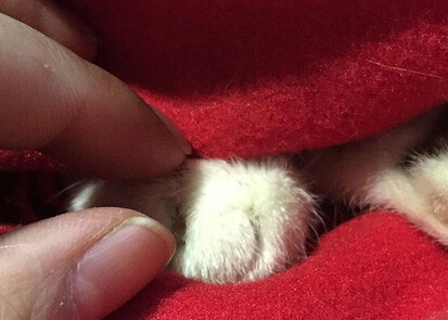 90��Ů����¼��è������ǰ24Сʱ��