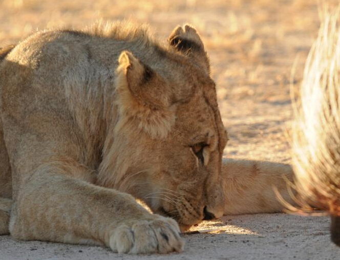 �Ϸ�ɳĮ�ֺ�����սʨȺ ����ͷ��ʨΧ����