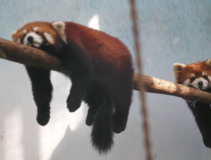 С��è���� ������˯�����