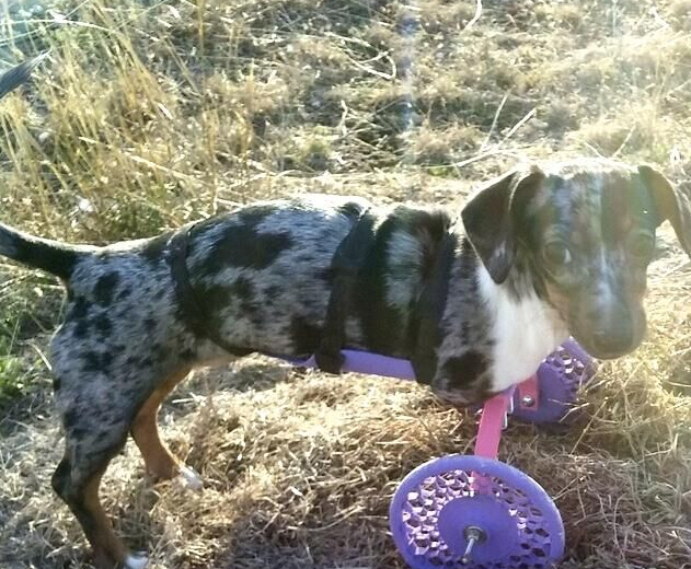 3D��ӡ�����츣С�����������Ԫ��ʮ�� �����ա���