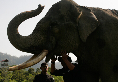印尼建“大象巡逻队” 队员骑象缉查非法砍伐”