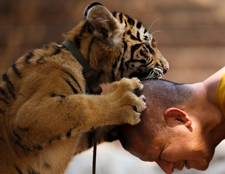 ̩�������ϻ�����Ұ������Ƿ����� ɮ���뻢���ܽӴ���