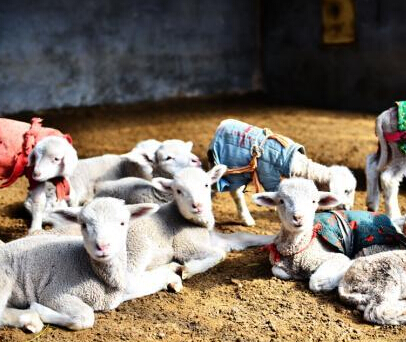 ��������ɽ��10���򱦱���������