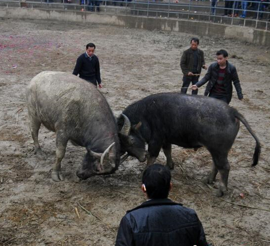 ������կ��ţ����ӭ�´���