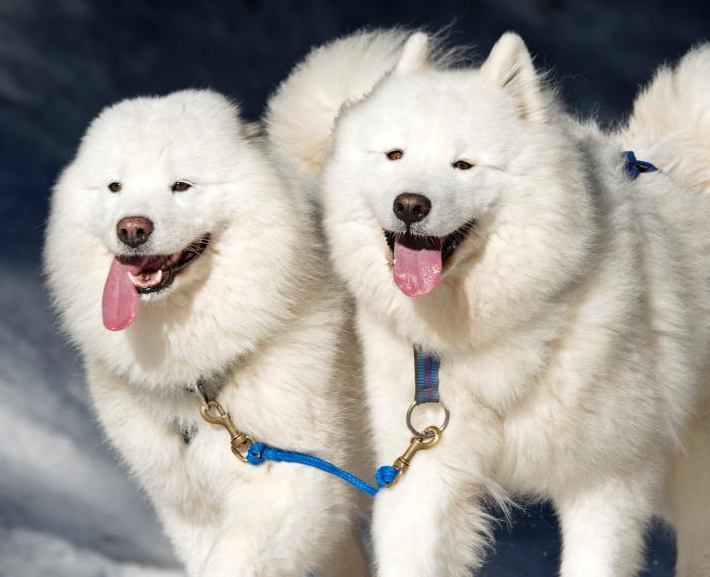 �¹�����ѩ��Ȯ���� �ȹ�������Խɭ�֡�