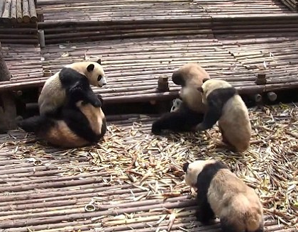 ��Ƶ��׽���Ĵ���è������Ⱥ�ܺ���������