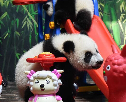 ���ݣ�����̥����è�����ꡱ