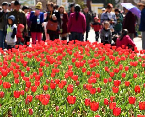 ���Ž���ӭ���ڡ�