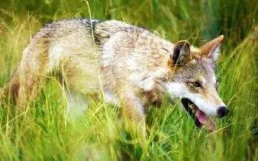 不同社会群体将从《狼图腾》解读出多维度狼性”