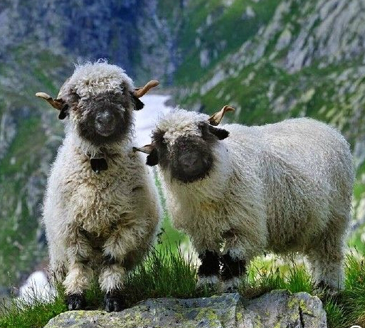 ʷ������С���ߺ족