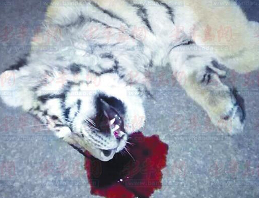 �ϻ���¥׹��׷�٣�������ϵ�Ƿ���ֳ��