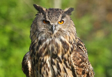 ����С����^Ϯ������ʮ���� ���ֺ������Ŵ�ɡ��