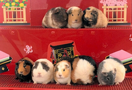 �ձ���԰ӭŮ���� ������������ż��������