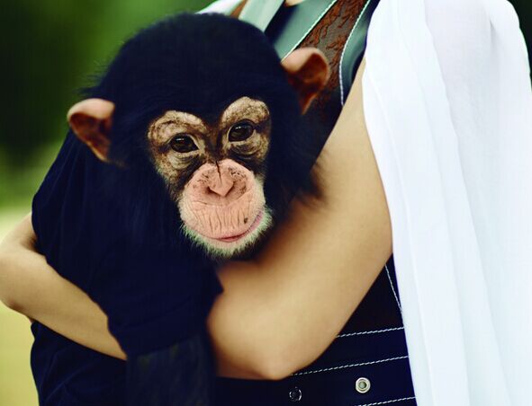 李宇春动物园大片老虎大象为伍 造型酷帅不失温情”