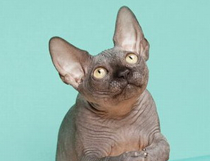 2015����������Ӱ��չ�ֶ���������ۡ�