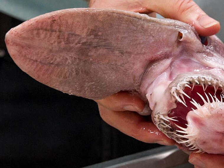 ���޺����������ع� �����Ƽ⵶��Ŀ������