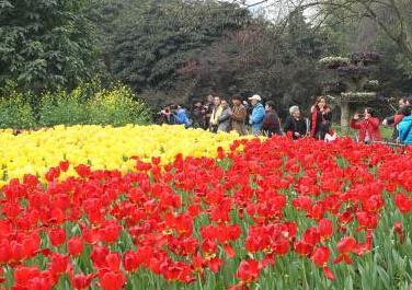 重庆花卉园10万株郁金香绽放”