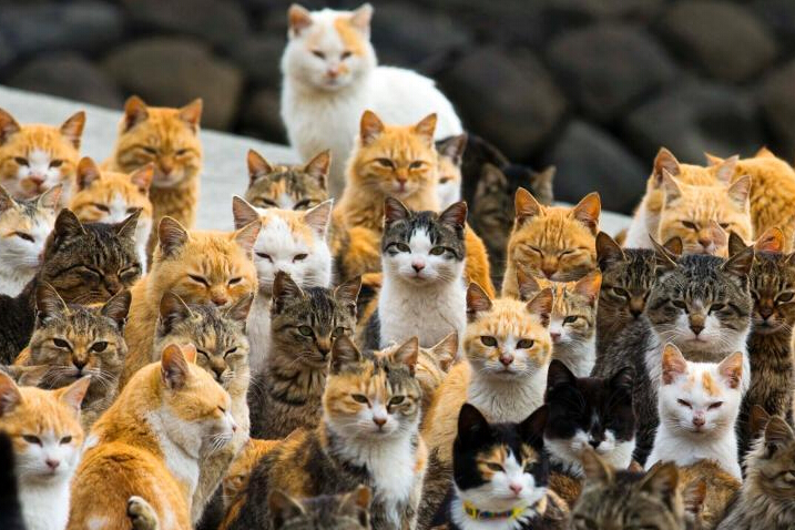日本爱媛猫之岛掠影 喵星人成群结队统治小岛”