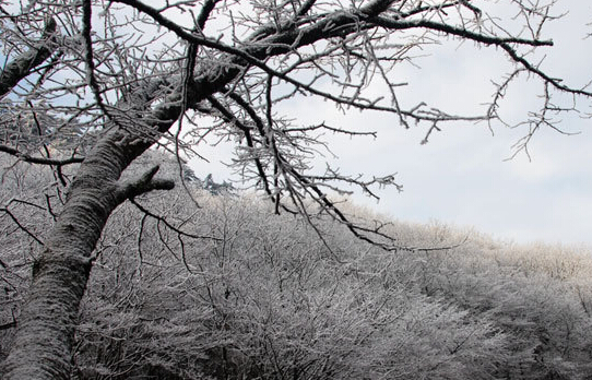 ɽ˴ѻɽڡѩ ֻ̾ƺѷꡱ