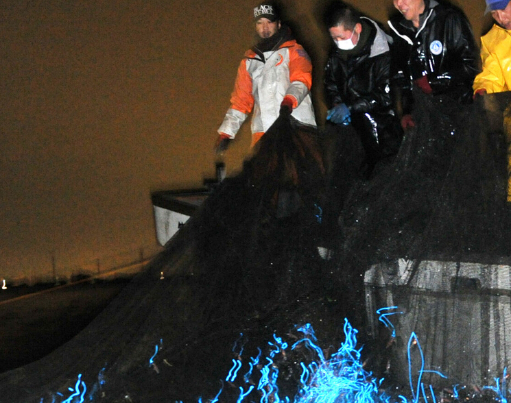 �ձ�����ӫ������ ��ҹ����������ƻ���Ч��