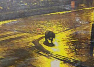 �Ĵ�ӳ����ҹ���ִ���è�ټ� ר���ƶ��ѷ�Ұ�⡱