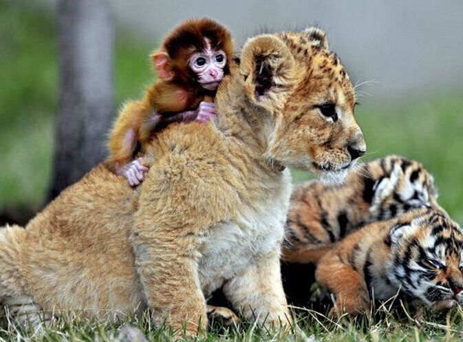 �̵㶯������ࡰ��㳵�� �����������˱�Ц��