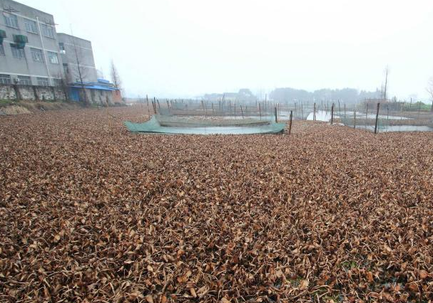 浙江绍兴杭甬大运河大量水葫芦残枝漂荡”