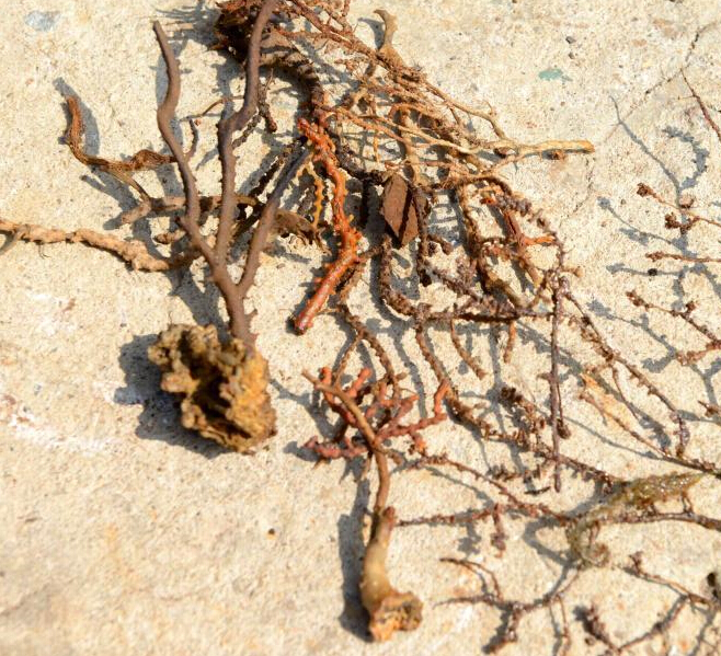 �������Ƿ��ɲ���ɺ��������