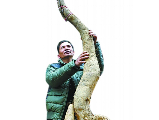 食品界发现“巨无霸” 野生山药高达两米重35斤”