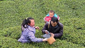 湖北恩施富硒早春茶开采”