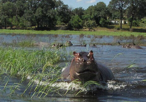 因生活被打扰 非洲河马张大嘴怒视游客”