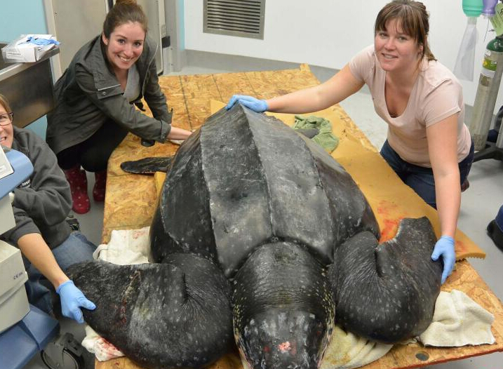 ���ͺ����ǳ�󻼵�Ѫ�� ��Ԯ��ԱΪ�����ơ�