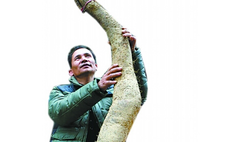 ʳƷ�緢�֡����ްԡ� Ұ��ɽҩ�ߴ�������35�