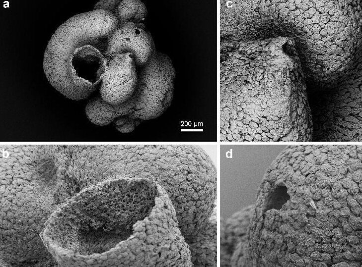 �ҹ���ѧ�ҷ���6����ǰ������ʼ�桱��