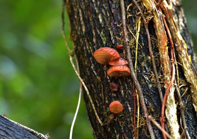 ����ɽ������� ���ϳ���Ұ����֥ľ����