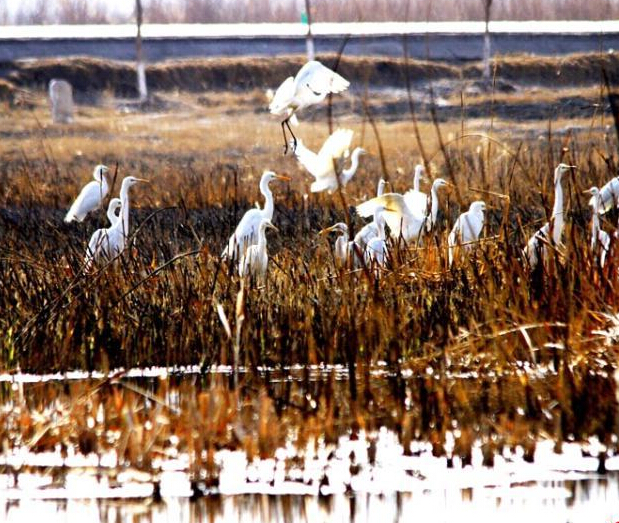 �����������ʪ�ذ��ط��衱