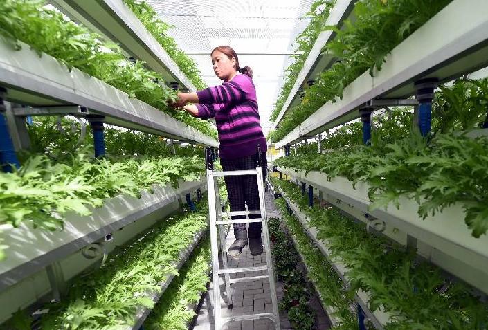 �ӱ����壺��Ʒ��ɫ�߲������ִ�ũҵ�·�չ��