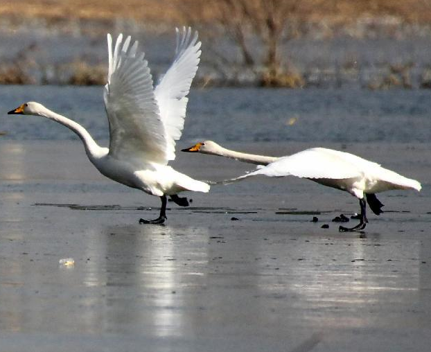 ����̲ ����ɡ�