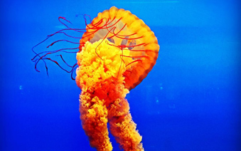 �����ˮ��ݡ�