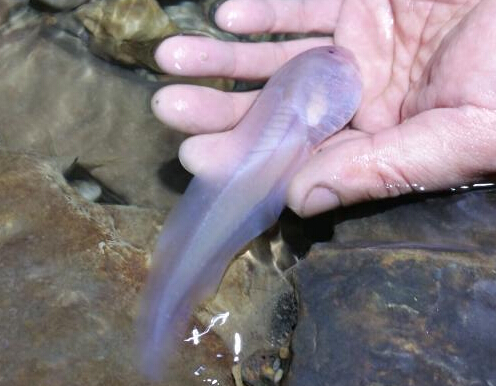 �������嶴Ѩ����14���׳����ް���򽡱