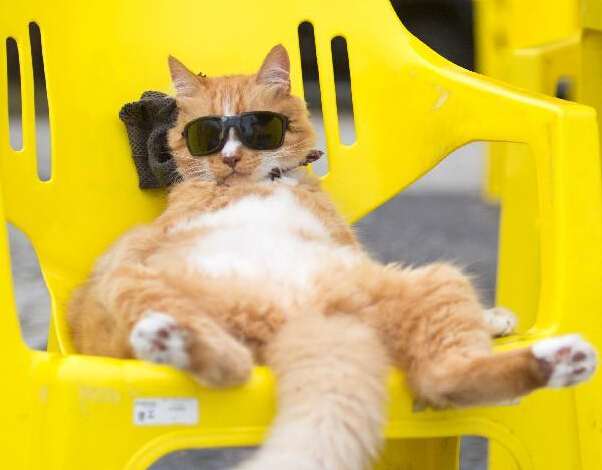 ���ӷ�è����������ĩ��