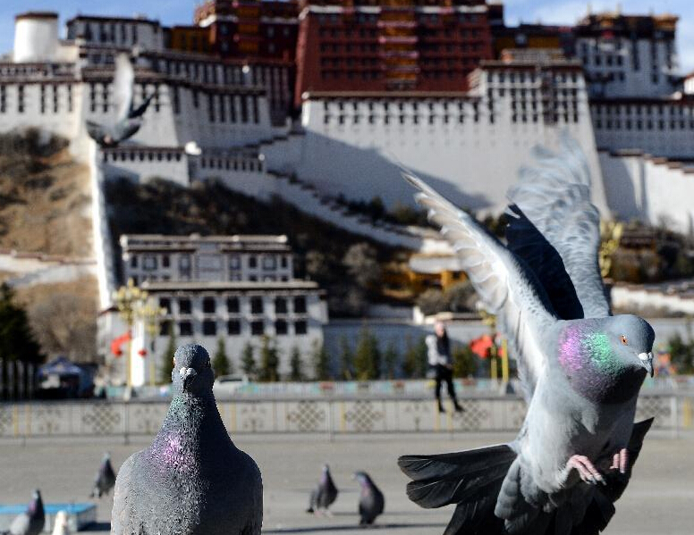 ���������㳡�ϵĸ��ӡ�