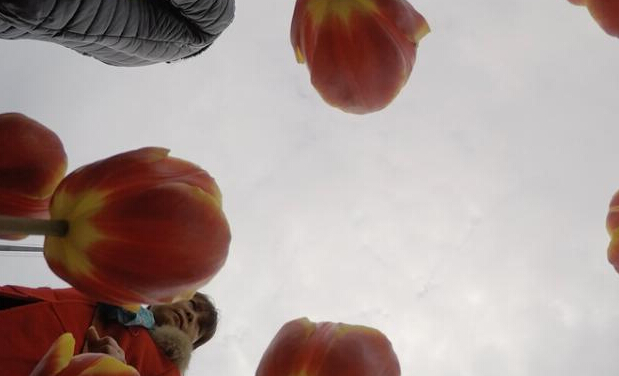 湖南植物园举办世界名花节 60万珍稀郁金香亮相”