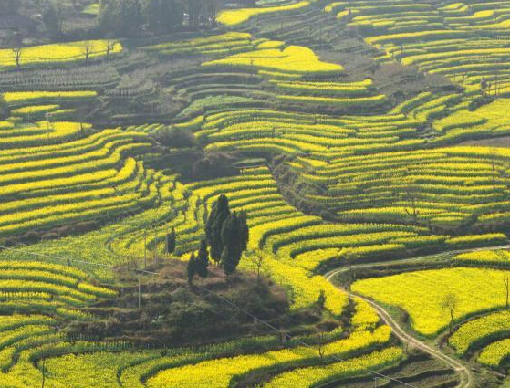 �����������Ͳ˻����ƻ�����