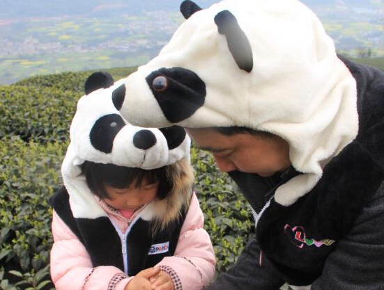 四川天价“熊猫茶”春茶三月首采”