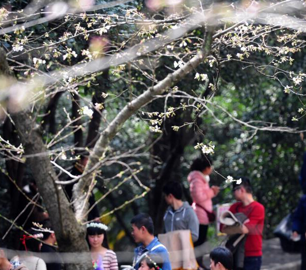 武大樱花初开 游人纷至沓来”