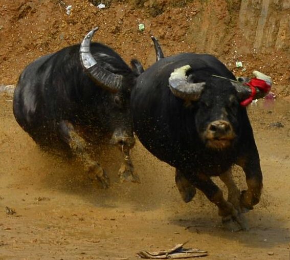 贵州苗侗族斗牛“厮杀”场面激烈”