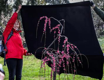 南京东郊梅花盛开引摄影人“竞折腰””
