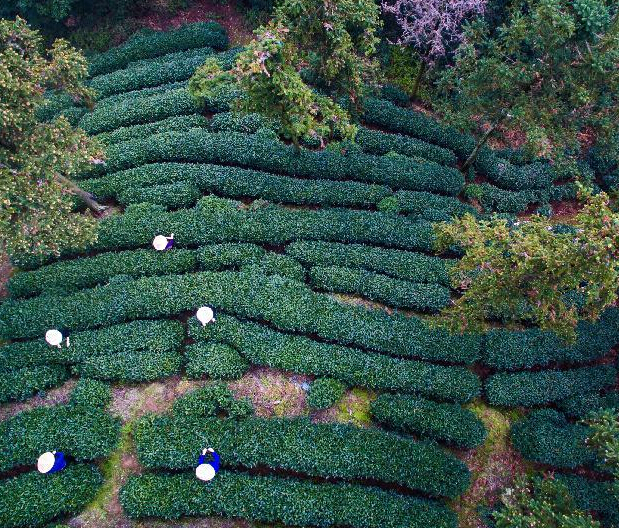 杭州西湖龙井首批春茶开采”